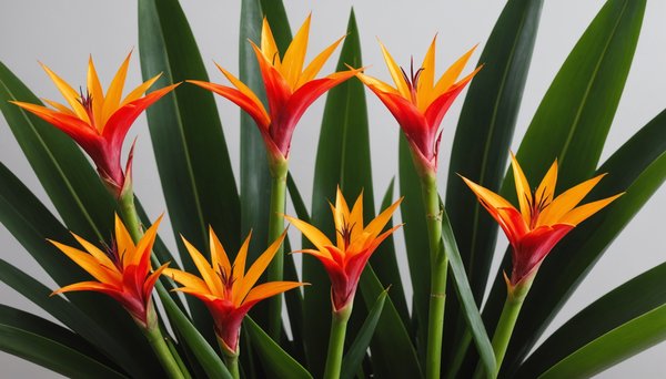 Guide complet pour choyer votre guzmania et assurer son épanouissement